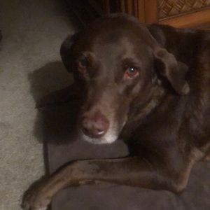 Meet your Posher, Mrs